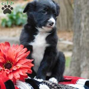 Carson, Border Collie Puppy